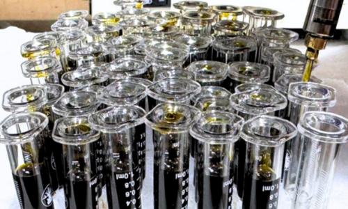 Rebel Roots Farms Cured Sagar (2)